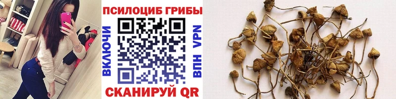 Псилоцибиновые грибы Cubensis  Иланский 